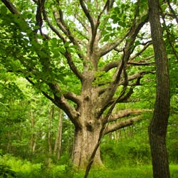 quercus alba